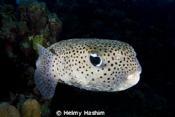 pallone ! by Helmy Hashim 